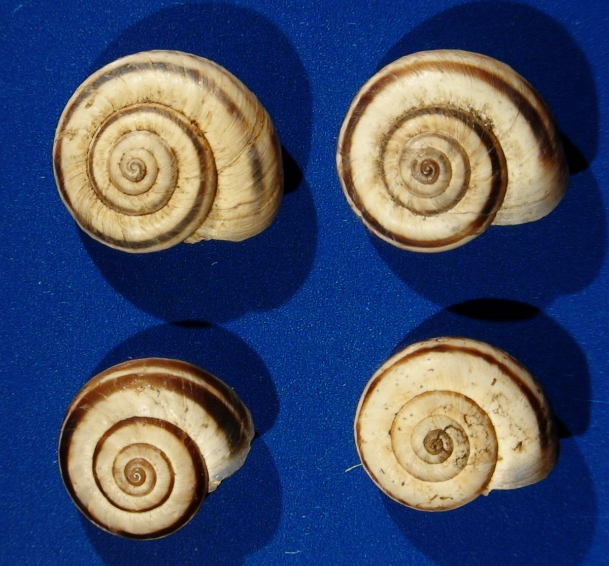 Xerolenta obvia obvia (Menke, 1828)
